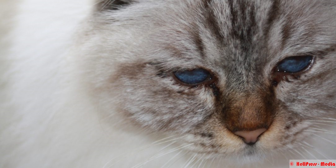 Shooting Birma-Katze